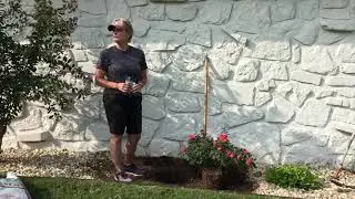 How to Plant a Drift Rose by Sanders Nursery