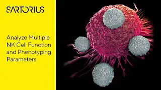 Assessment of NK Cell-Mediated Killing and Phenotypic Analysis