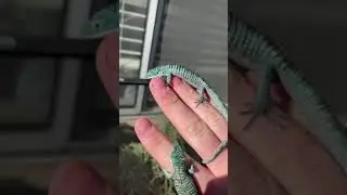 Unveiling RARE New Animals!! (Abronia) *ENDANGERED* #shorts