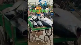 #TUNA FISHES #visakhapatnam FISHING HARBOUR