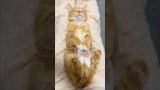 Kucing bobok #incek #catlovers #catshorts #cat #catvideos #catmemes #kucing #kucinglucu #music