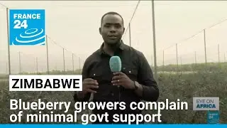 Zimbabwe&rsquo;s blueberry exports: Growers complain of minimal govt support &bull; FRANCE 24 English