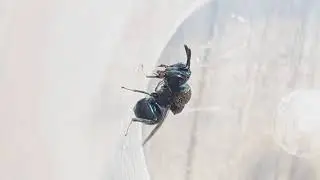 Perilampidae Chalcidoid Wasp / Perilampus Parazitoid Arı (Genus Perilampus)