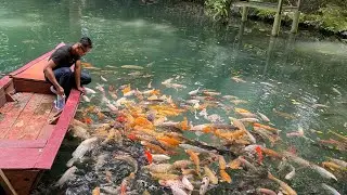 WISATA TELAGA BIRU IKAN MASNYA JUMBO
