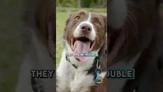How to Tell If Your Dog Is Too Hot (Before It's Too Late)