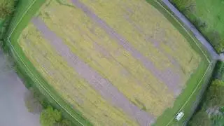 HFHa #17 Pre-seed burn off  performance, 11 days  after treatment