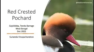 Red Crested Pochard