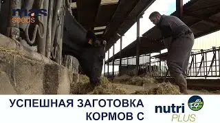 NUTRIPLUS SILO: как улучшить качество корма в хозяйстве