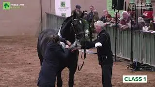 HSI 2024 Stallion Selections - Carrabeg Glengarriff (ID)