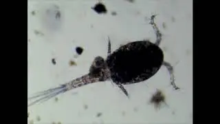 Cyclopoid close-up