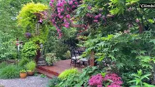 Courtyard Garden with Roses, Stewartia, Sour Gum, Japanese Maples, Jasmine and more