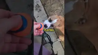 This Woman Helps a Lost Dog 🏠