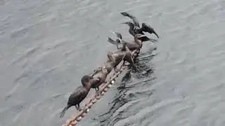O bigu&aacute; tamb&eacute;m conhecido como cormor&atilde;o e mergulh&atilde;o,&nbsp;Каролинская поганка или пестроклювая поганка.