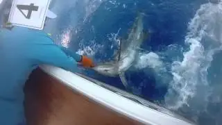 CatchStat | Sea Horse Anglers Club Billfish Tournament 2014 Fish Release Video #23179