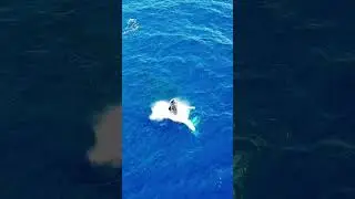 Incredible Sight of a Humpback Whale Jumping Out of the Water