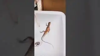lizard from hand washing place