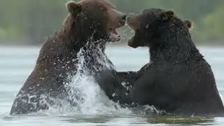 Дикая природа  России   Wildlife in Russia   National Geographic 4K Ultra HD