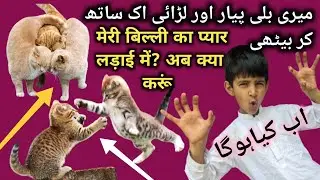 Are My Cats Loving Or Fighting I Female Cats Attack On one Male Cat I Cat Fight I Real Cats Fight
