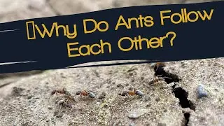 🐜Why Do Ants Follow Each Other? - Documentary Narration