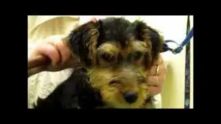 Hundepflege/Grooming - Hundesalon Welsh-Terrier, Max der Welpe