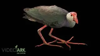 A grey-headed swamphen (Porphyrio poliocephalus seistanicus) at Sheikh Butti Maktoum Wildlife