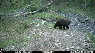 Black bear