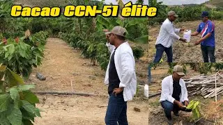Cacao &eacute;lite de CCN-51 #creatordigital #cacao 
