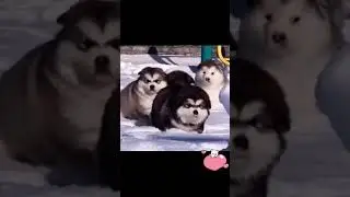 #shorts _ Some many Cute baby husky dog _ cute and funny video _ cuteness overload #247 #CutePets