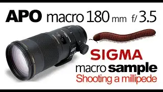Shooting a Millipede with Sigma Macro 180mm / Macrophotography
