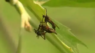 Mating Empididae (Empis livida) with prey /  Paarende Tanzfliegen mit Beute