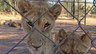 Wildlife not entertainers | New York Times Travel Show 2017