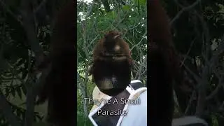 🔵 What's A Small Hive Beetle?: 2020 TLDW Beekeeping