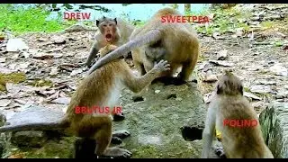 Wow! Brother SweetPea chaseS Drew to save Polino after Drew slap baby till fall,