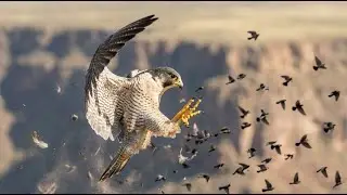 The World&rsquo;s Most Extreme Birds | Speed, Survival & Deadly Precision