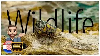 Coastal Wildlife Wonders | Tierwelt an der K&uuml;ste Croatia 🇭🇷 4K April 2023