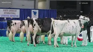 Livestock Expo underway at Fairgrounds this weekend