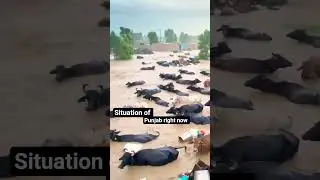 Pray for Punjab and Himachal Pradesh #viral #shorts
