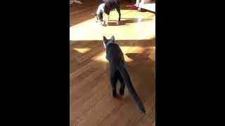 Boston terrier puppy and Russian blue kitty Playing Keep Away