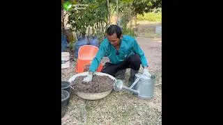 Techniques for growing chili peppers in pots: Easy to grow and harvest all year round. #chili #gr...