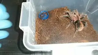 Aktualizacja hodowli 😁💪