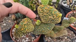 Opuntia Microdasys Cristata, popular Orelha de Mickey 