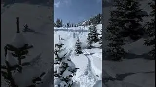 Snowboarder vs tree