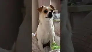 Who's a cute dog? It's our Chihuahua!🐶🥹🐾dog#cute #DBDD #gpstracker #gpsfordog #unboxing #dogwalk
