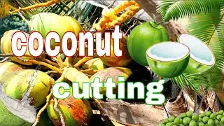 Coconut harvesting and Coconut cutting