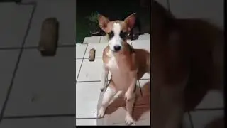 #naipe #naipes #cachorrodan&ccedil;a