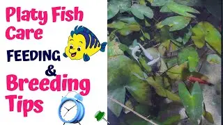 Platy Fish Care, Feeding & Breeding Tips | 1-Minute Aquarium Guide
