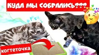 ВЛОГ  Куда мы собрались. Зачем он это делает /Семья Козырь