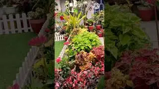 My terrace garden