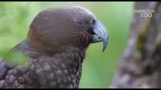 Breed for release programme at Hamilton Zoo