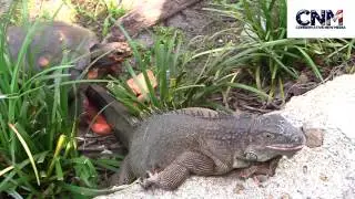 Red Footed Tortoise vs Iguana Super Funny Play By Play Commentary by John D Villarreal